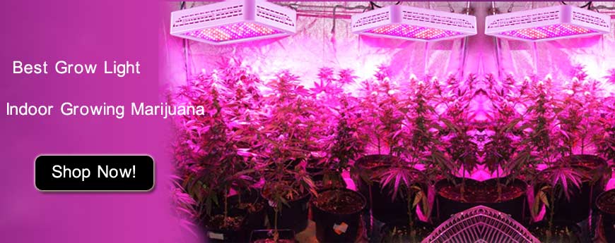 led grow lights for indoor growing marijuana