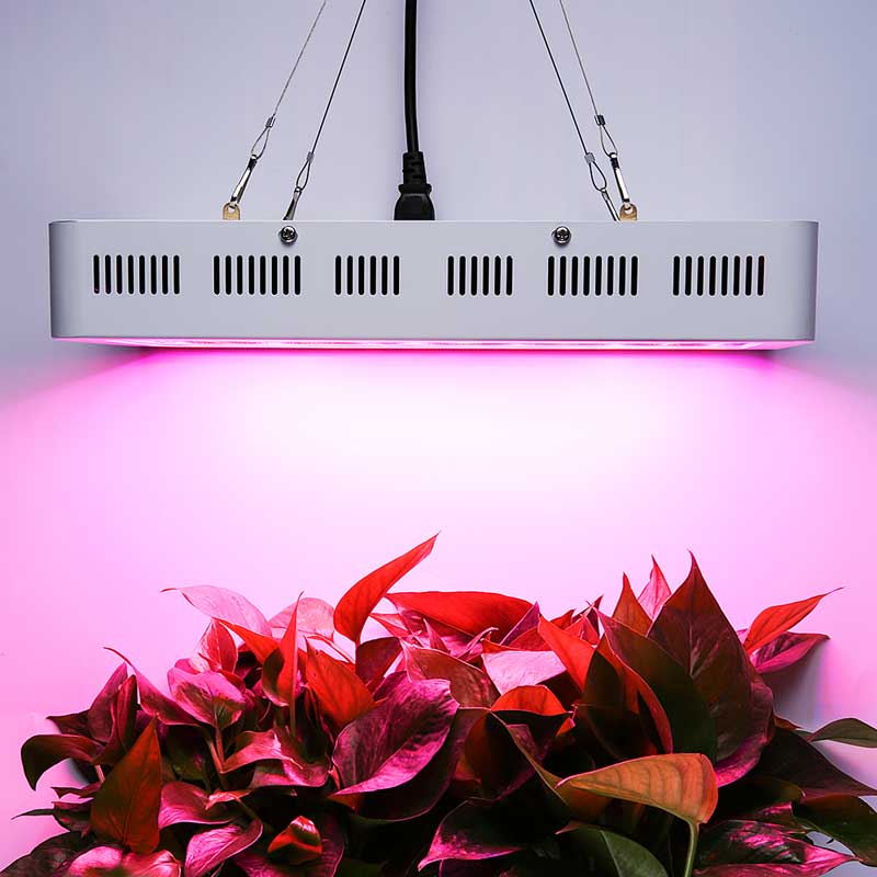 1500W LED Grow Light Hot Sale Hobart Tasmania