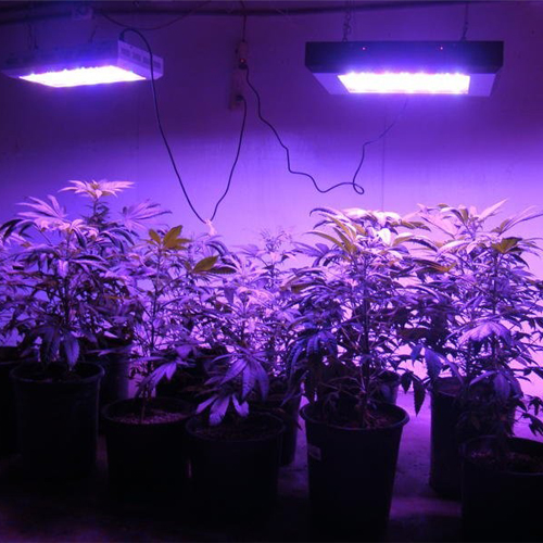 Full spectrum 165W LED Grow Light For Growing Marijuana