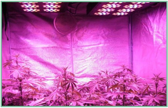 Apollo 8 Plus LED Grow Light For Vegetables Tomato Potato Chili