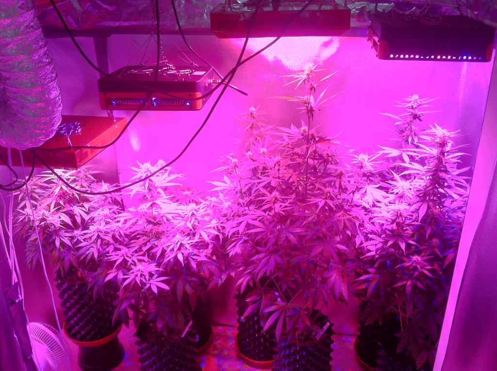 Apollo 18 Plus Super Bright LED Grow Light For Weed Garden