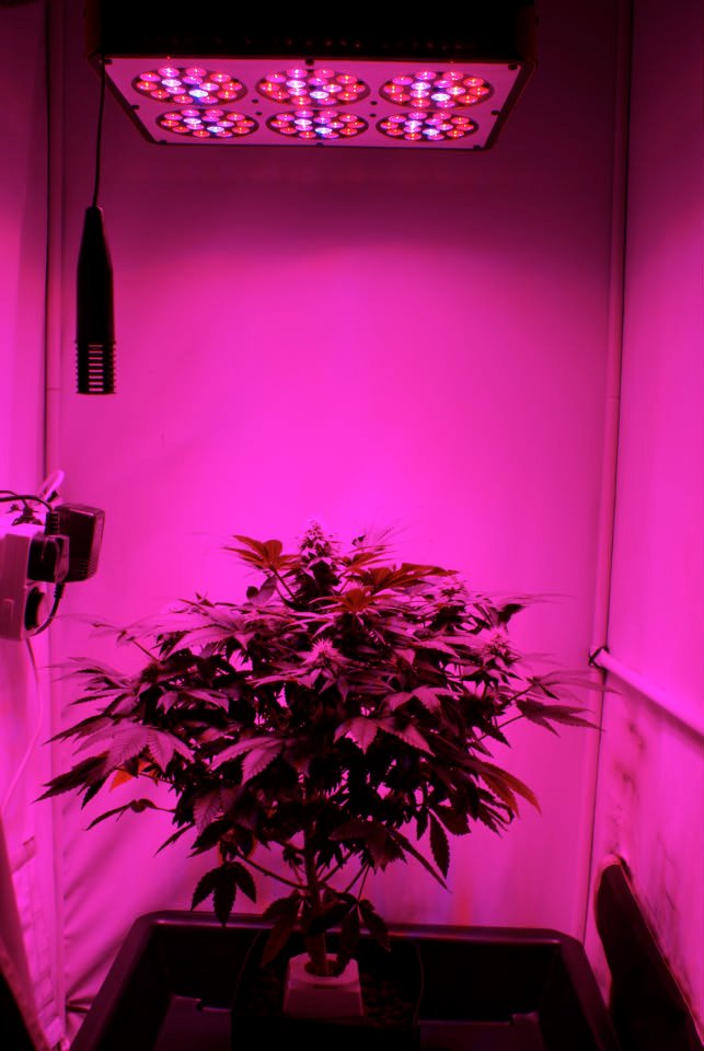 Full Spectrum Apollo 6 LED Grow Light For Indoor Grow Plants